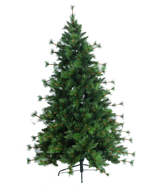 Arbor Nativitatis MP15003