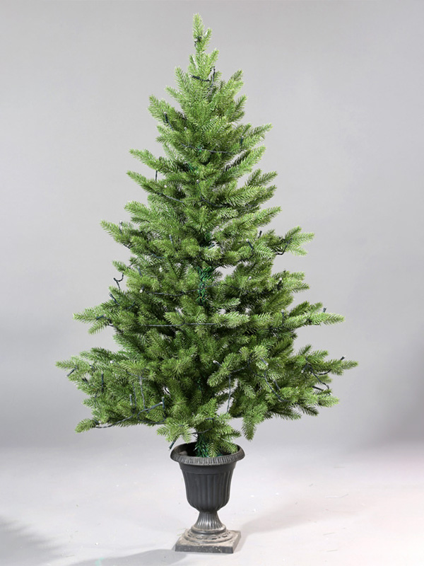 Potted Arbor Nativitatis 9A3A8774