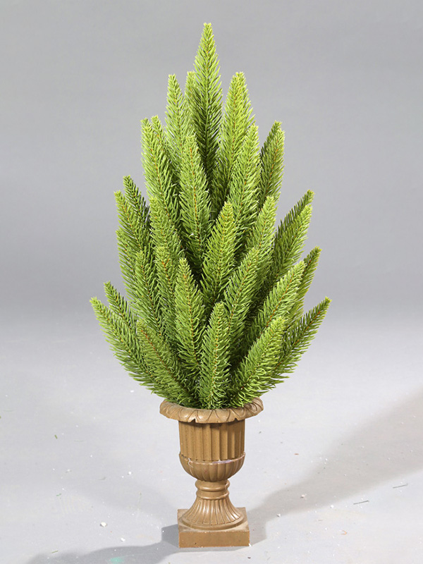 Potted Arbor Nativitatis 9A3A8791