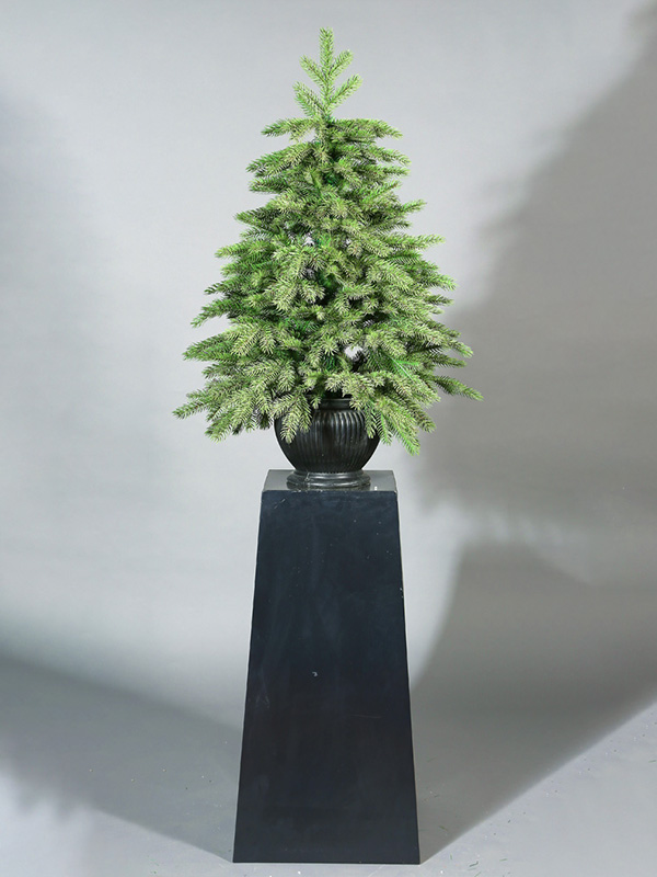 Potted Arbor Nativitatis 9A3A8864